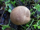 Lycoperdon pratense image