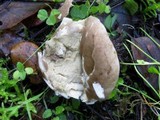 Lycoperdon pratense image