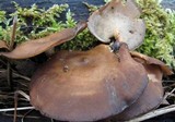 Polyporus brumalis image