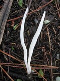 Clavaria falcata image