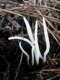 Clavaria falcata image