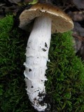 Cortinarius collinitus image