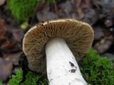 Cortinarius collinitus image