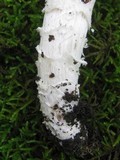 Cortinarius collinitus image