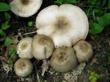Agaricus placomyces image