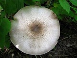 Agaricus placomyces image