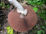 Agaricus placomyces image
