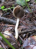 Helvella elastica image