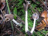 Helvella elastica image
