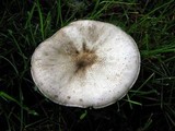 Agaricus placomyces image