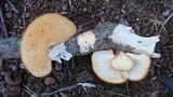 Polyporus alveolaris image