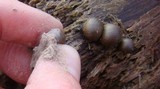 Lycogala epidendrum image