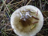 Hygrophorus fuligineus image