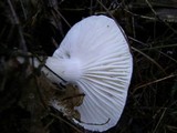 Hygrophorus fuligineus image