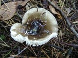 Hygrophorus fuligineus image