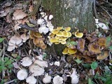 Entoloma abortivum image
