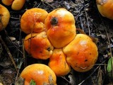 Hygrophorus subsalmonius image