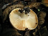 Hygrophorus subsalmonius image