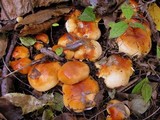 Hygrophorus subsalmonius image