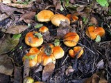 Hygrophorus subsalmonius image