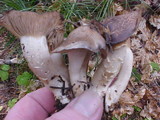 Lyophyllum decastes image