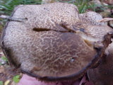 Lyophyllum decastes image