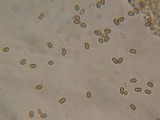 Psathyrella piluliformis image