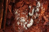 Mucronella pendula image