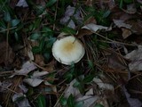 Hygrophorus flavodiscus image