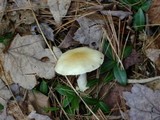 Hygrophorus flavodiscus image