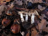Pholiota highlandensis image