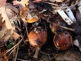 Pholiota highlandensis image