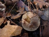 Pholiota highlandensis image