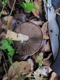 Agaricus semotus image