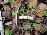 Agaricus semotus image