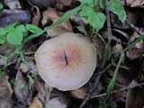 Agaricus semotus image