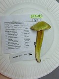 Hygrocybe virescens image