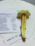 Hygrocybe virescens image