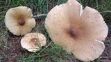 Termitomyces umkowaan image