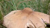 Termitomyces umkowaan image