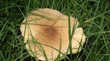 Termitomyces umkowaan image