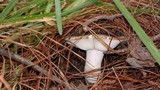 Russula sororia image