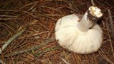 Russula sororia image
