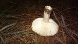 Russula sororia image