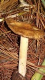 Inocybe sindonia image
