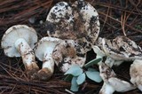 Tricholoma manzanitae image