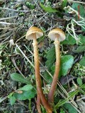 Cystoderma amianthinum image