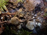 Asterophora lycoperdoides image