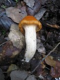 Hygrocybe pratensis image