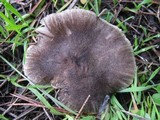 Tricholoma terreum image